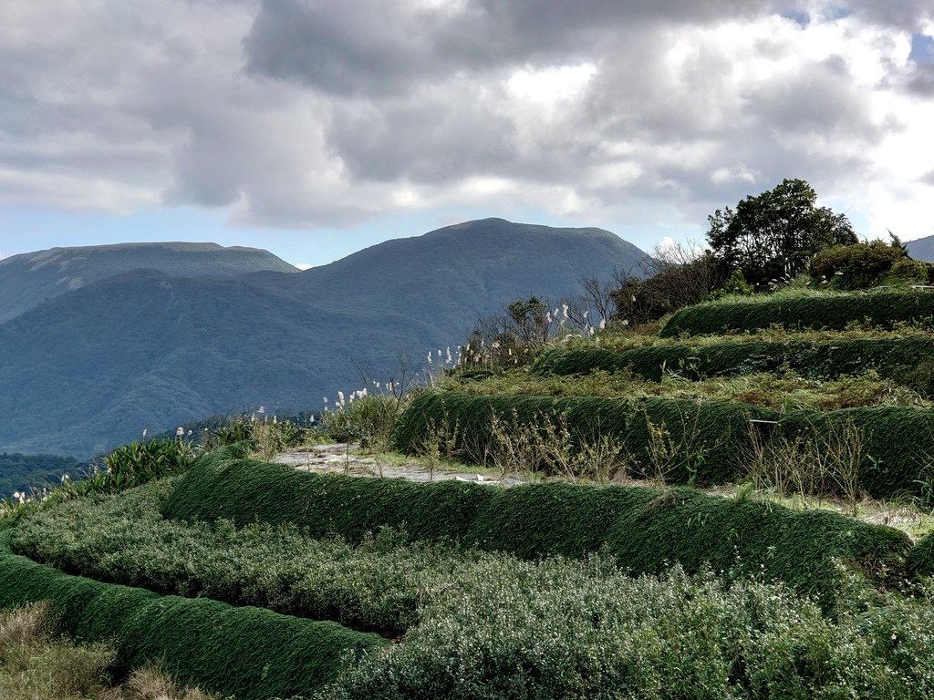 【陽明山】視野佳景色美的後山產業道路(主線)