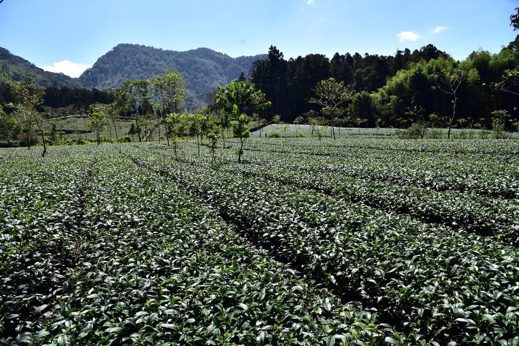 頂湖步道 (4).JPG - 梅園樓觀景飯店,頂湖步道,旺萊山愛情大草原