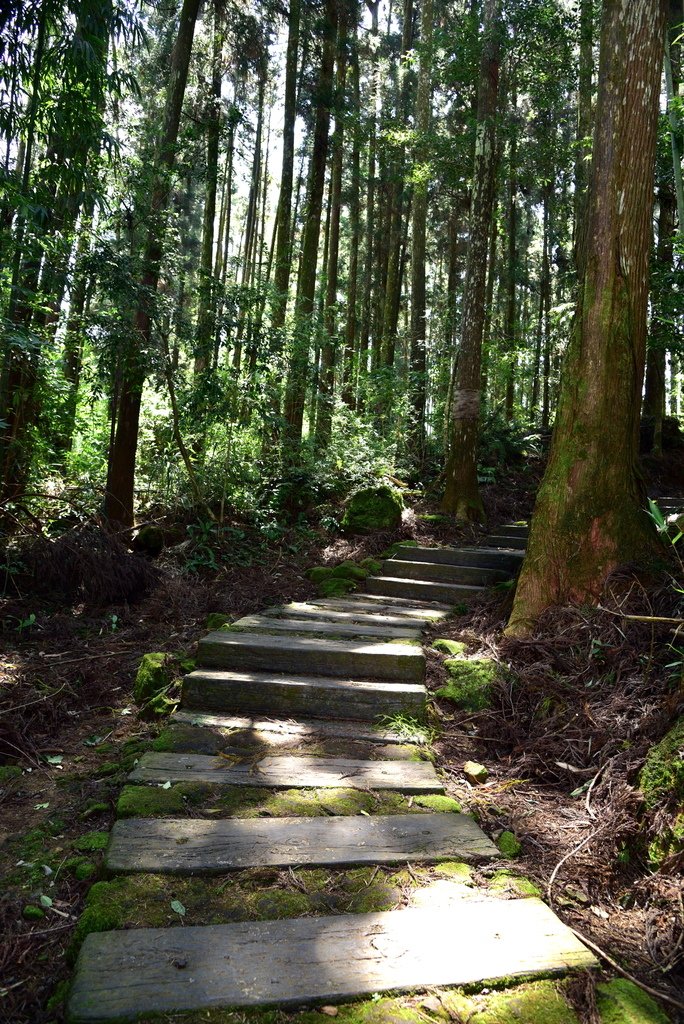 頂湖步道 (14).JPG - 梅園樓觀景飯店,頂湖步道,旺萊山愛情大草原