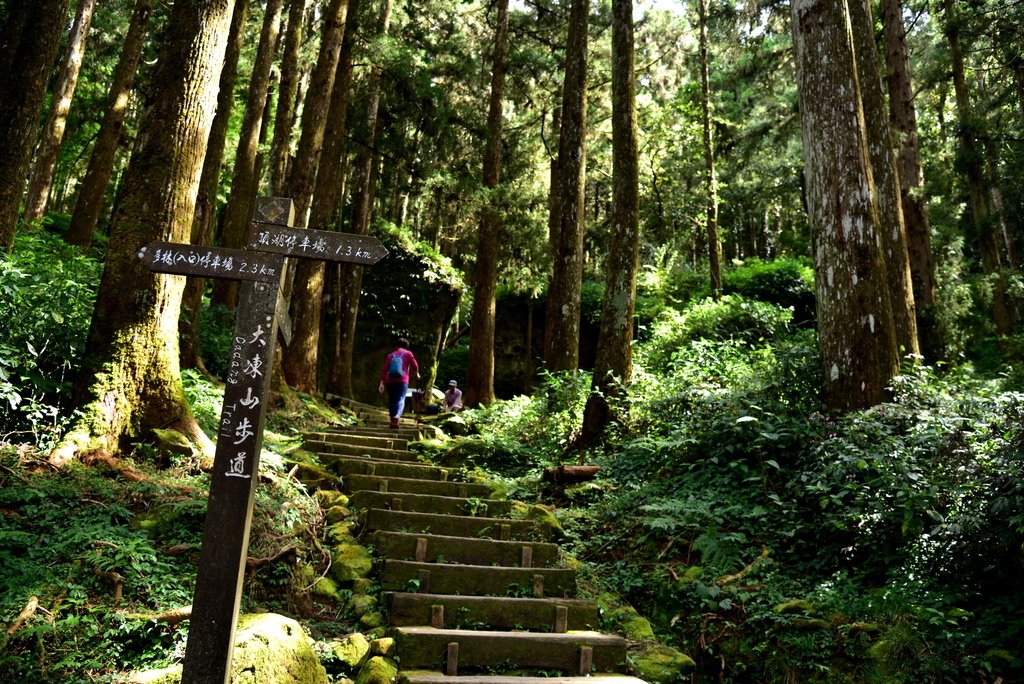 大凍山步道 (12).jpg - 大凍山步道