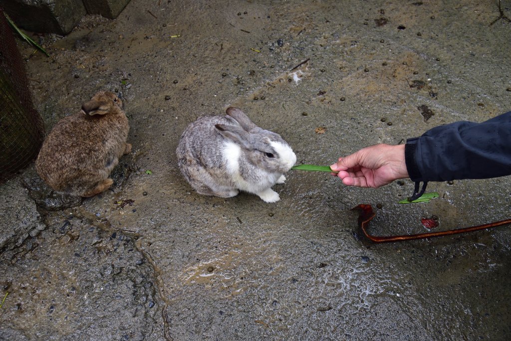 南元花園休閒農場 (19).jpg - 南元花園休閒農場 