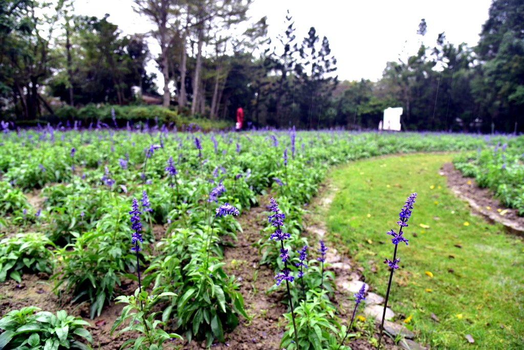 南元花園休閒農場 (24).JPG - 南元花園休閒農場 