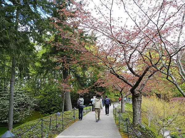 維多利亞市-布查德花園879