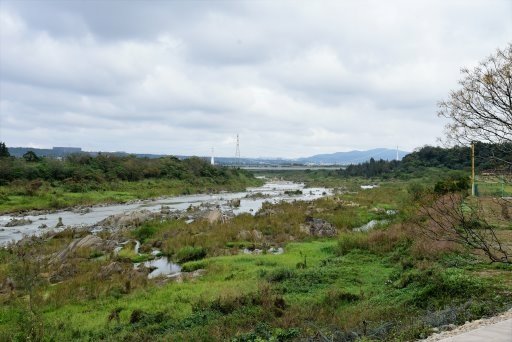 【桃園市大溪區】超美落羽松秘境-月眉人工濕地生態公園 (大溪