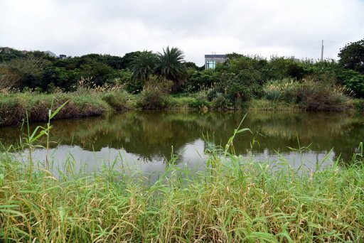 【桃園市大溪區】超美落羽松秘境-月眉人工濕地生態公園 (大溪