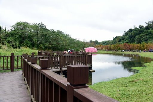 【桃園市大溪區】超美落羽松秘境-月眉人工濕地生態公園 (大溪