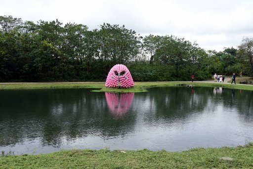 【桃園市大溪區】超美落羽松秘境-月眉人工濕地生態公園 (大溪