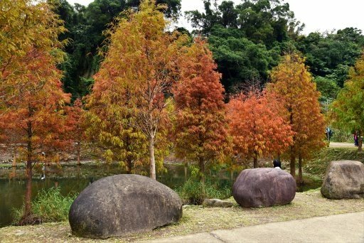 【桃園市大溪區】超美落羽松秘境-月眉人工濕地生態公園 (大溪