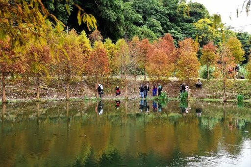 【桃園市大溪區】超美落羽松秘境-月眉人工濕地生態公園 (大溪