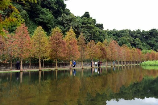 【桃園市大溪區】超美落羽松秘境-月眉人工濕地生態公園 (大溪