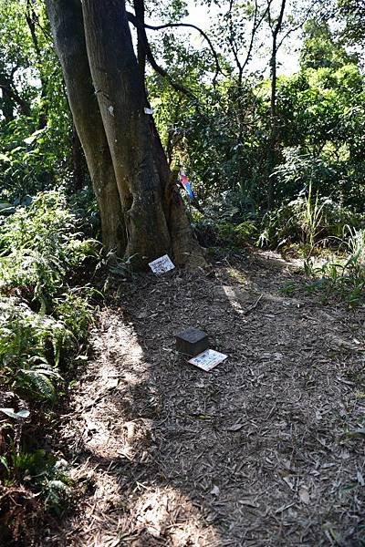 大崙尾山,金面山(剪刀石山),新坡尾山,碧湖山登山行