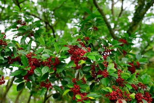 【台北市北投區】關渡自然公園
