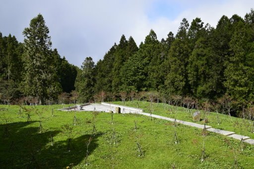 【嘉義縣阿里山鄉】阿里山國家森林遊樂區(彰化,嘉義三日遊之4