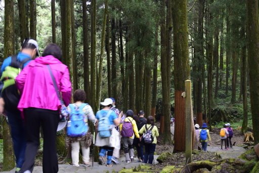 【嘉義縣阿里山鄉】阿里山國家森林遊樂區(彰化,嘉義三日遊之4