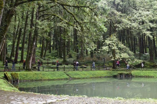 【嘉義縣阿里山鄉】阿里山國家森林遊樂區(彰化,嘉義三日遊之4