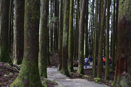 【嘉義縣阿里山鄉】阿里山國家森林遊樂區(彰化,嘉義三日遊之4