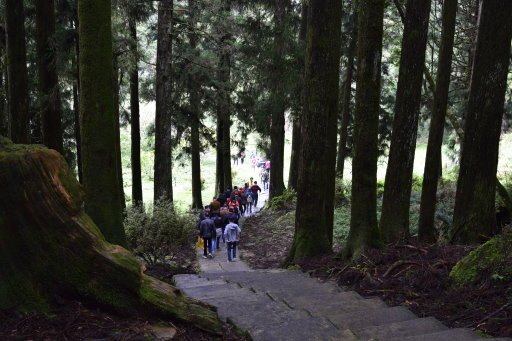 【嘉義縣阿里山鄉】阿里山國家森林遊樂區(彰化,嘉義三日遊之4