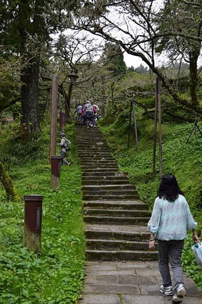 【嘉義縣阿里山鄉】阿里山國家森林遊樂區(彰化,嘉義三日遊之4