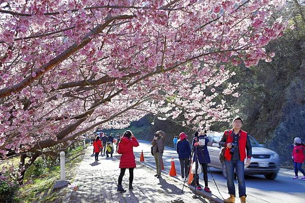 【宜蘭大同鄉;台中市和平區】武陵國家森林遊樂區 (搭國光客運