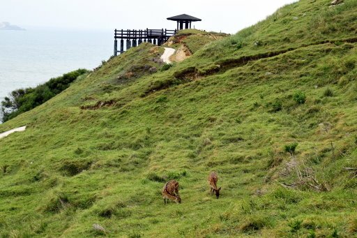 【馬祖大坵】海上仙境梅花鹿天堂-大坵島 (馬祖列島6日遊之1