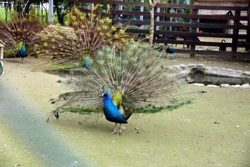 【花蓮縣吉安鄉】超有看頭又免費入園的台開心農場(洄瀾灣開心農