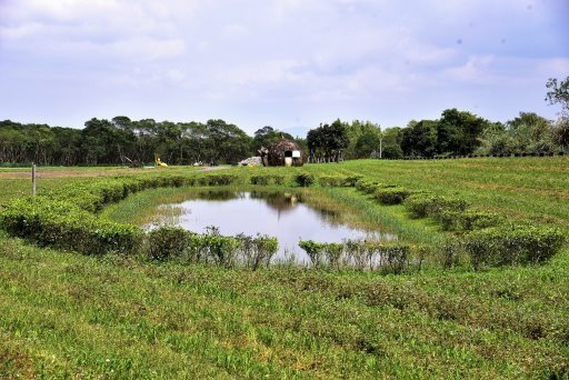 【花蓮縣光復鄉】大農大富平地森林園區 (後港里108年花東三