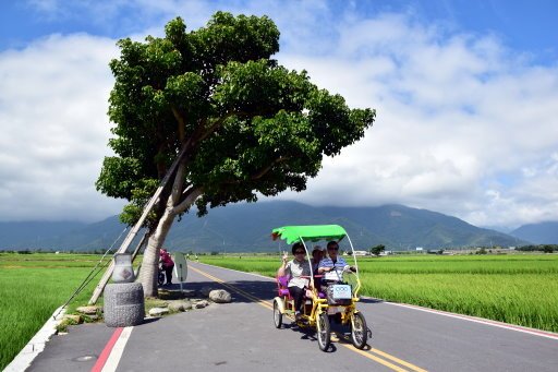 【台東縣池上鄉】翠綠天堂路-伯朗大道 (台東蘭嶼4日遊之13