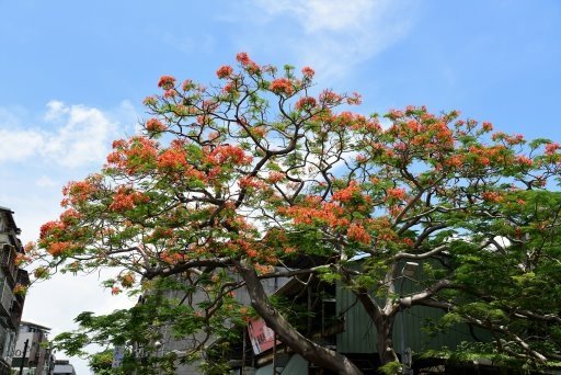 【台北市,新北市】淡水河右岸,大漢溪右岸自行車道(百齡橋~浮