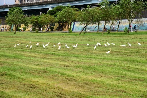 【台北市,新北市】淡水河右岸,大漢溪右岸自行車道(百齡橋~浮