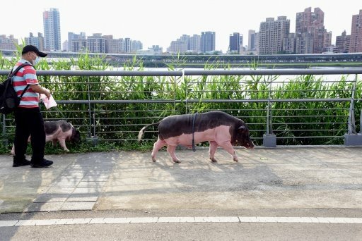 【台北市,新北市】淡水河右岸,大漢溪右岸自行車道(百齡橋~浮