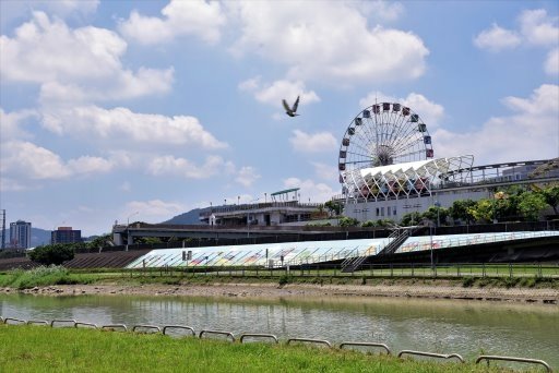 【台北市土林區】雙溪生活水岸自行車道左右岸-阿勃勒大爆開