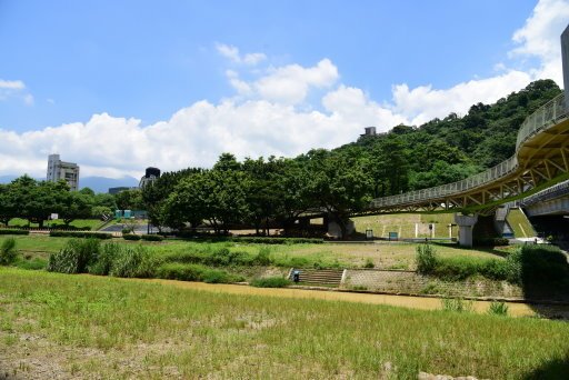 【台北市土林區】雙溪生活水岸自行車道左右岸-阿勃勒大爆開