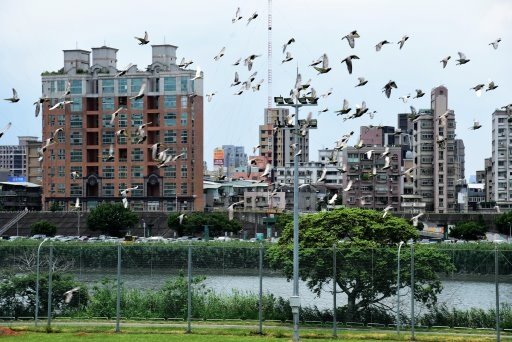 【台北市土林區】雙溪生活水岸自行車道左右岸-阿勃勒大爆開