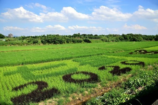 【台北市北投區】2020關渡平原稻田彩繪