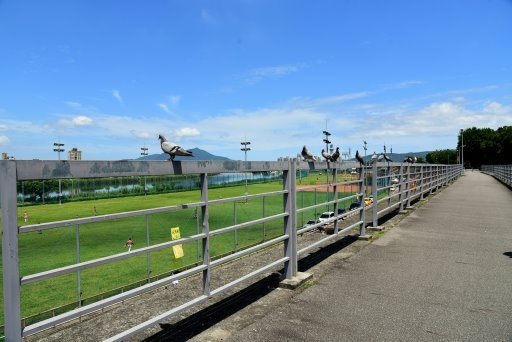 【新北市】板橋蝴蝶公園浪漫地景花海,新店陽光運動公園,碧潭風