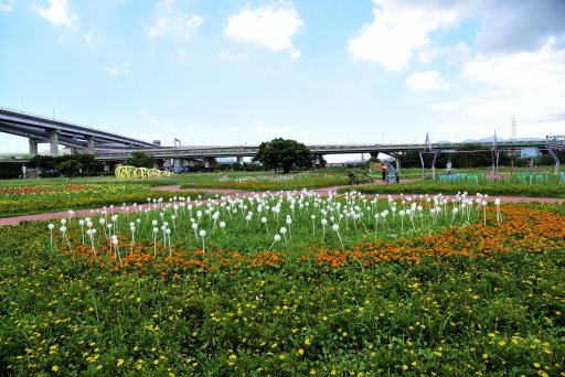 【新北市】板橋蝴蝶公園浪漫地景花海,新店陽光運動公園,碧潭風