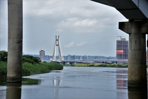 【台北市】古亭蜀葵花海,羅曼蒂克河濱公園婚紗廣場(淡水河右岸