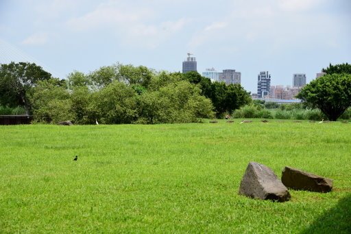 【台北市】古亭蜀葵花海,羅曼蒂克河濱公園婚紗廣場(淡水河右岸