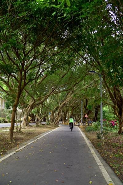 【台北市】古亭蜀葵花海,羅曼蒂克河濱公園婚紗廣場(淡水河右岸