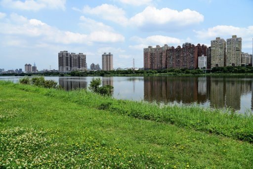 【台北市】古亭蜀葵花海,羅曼蒂克河濱公園婚紗廣場(淡水河右岸