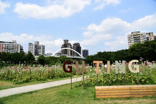 【台北市】古亭蜀葵花海,羅曼蒂克河濱公園婚紗廣場(淡水河右岸