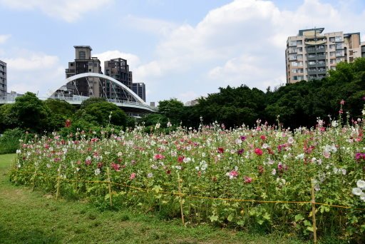 【台北市】古亭蜀葵花海,羅曼蒂克河濱公園婚紗廣場(淡水河右岸