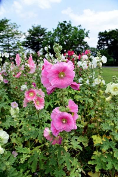 【台北市】古亭蜀葵花海,羅曼蒂克河濱公園婚紗廣場(淡水河右岸