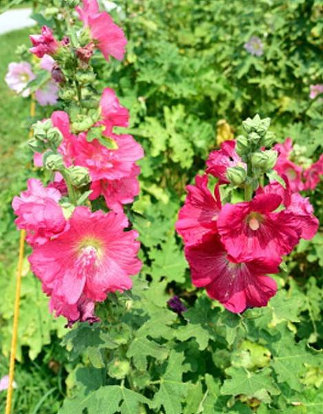 【台北市】古亭蜀葵花海,羅曼蒂克河濱公園婚紗廣場(淡水河右岸