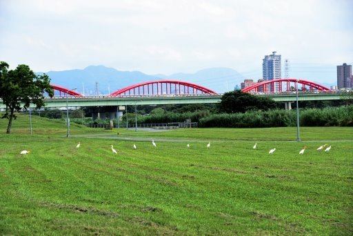 【台北市】古亭蜀葵花海,羅曼蒂克河濱公園婚紗廣場(淡水河右岸