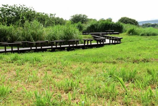 【台北市】古亭蜀葵花海,羅曼蒂克河濱公園婚紗廣場(淡水河右岸