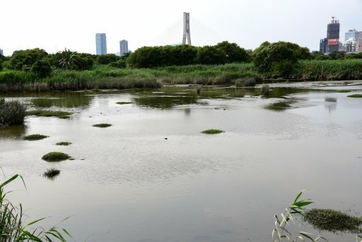 【台北市】古亭蜀葵花海,羅曼蒂克河濱公園婚紗廣場(淡水河右岸