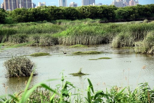 【台北市】古亭蜀葵花海,羅曼蒂克河濱公園婚紗廣場(淡水河右岸