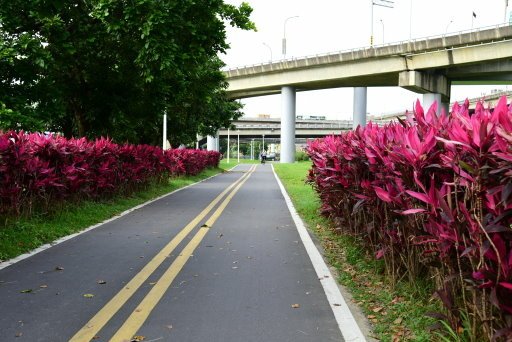 【台北市】古亭蜀葵花海,羅曼蒂克河濱公園婚紗廣場(淡水河右岸