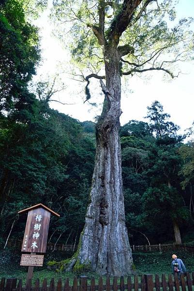 【南投信義】東亞最高大之樟樹巨木-神木村樟樹神木（台中,嘉義